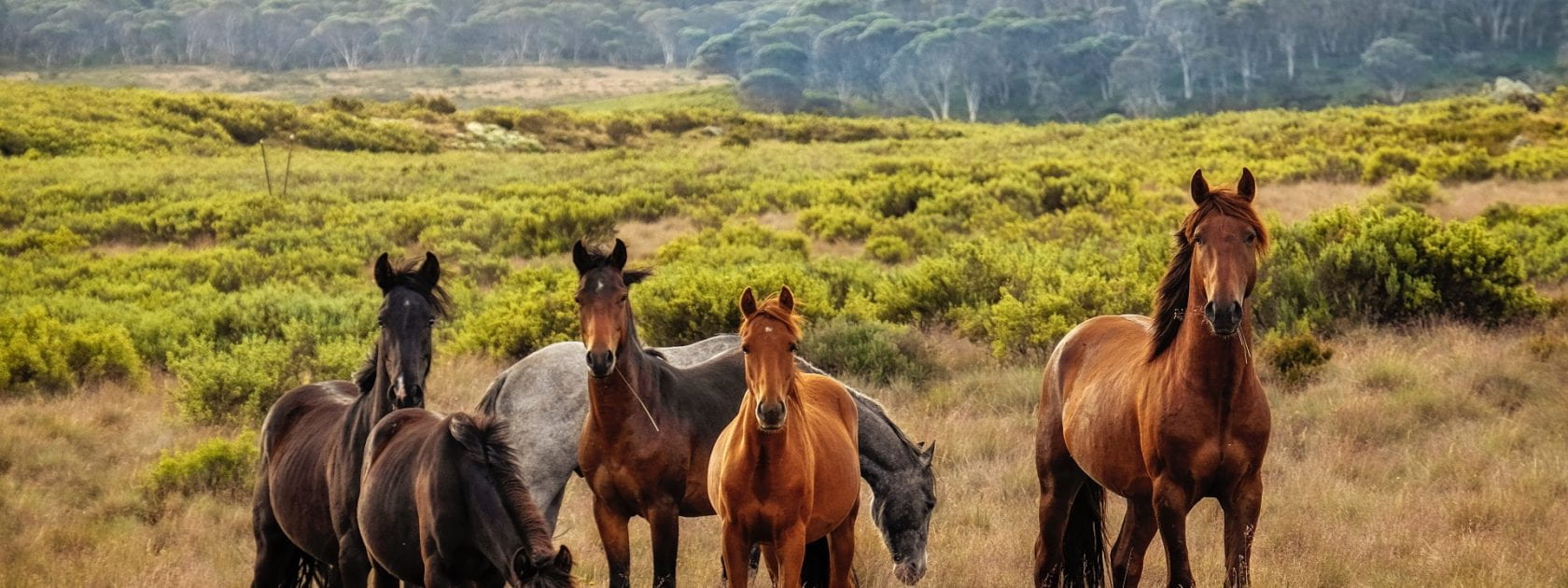 Six horses are standing in a field looking ahead towards the camera.