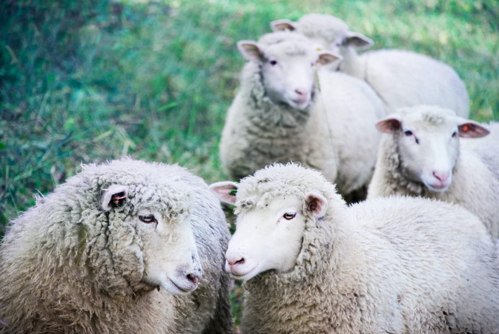 Five sheep are huddled together in a field, looking towards the camera.