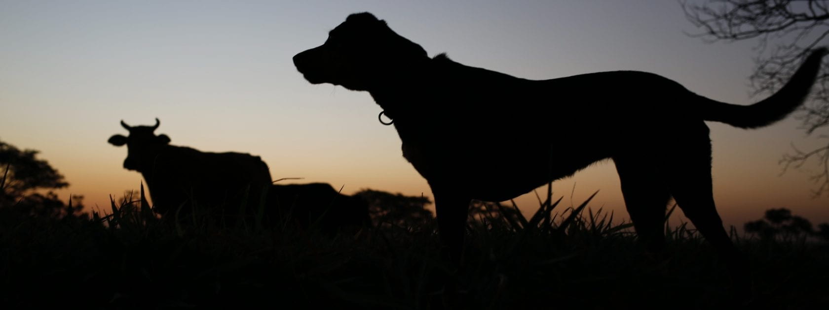 Silhouettes of a dog and a cow standing in a field.