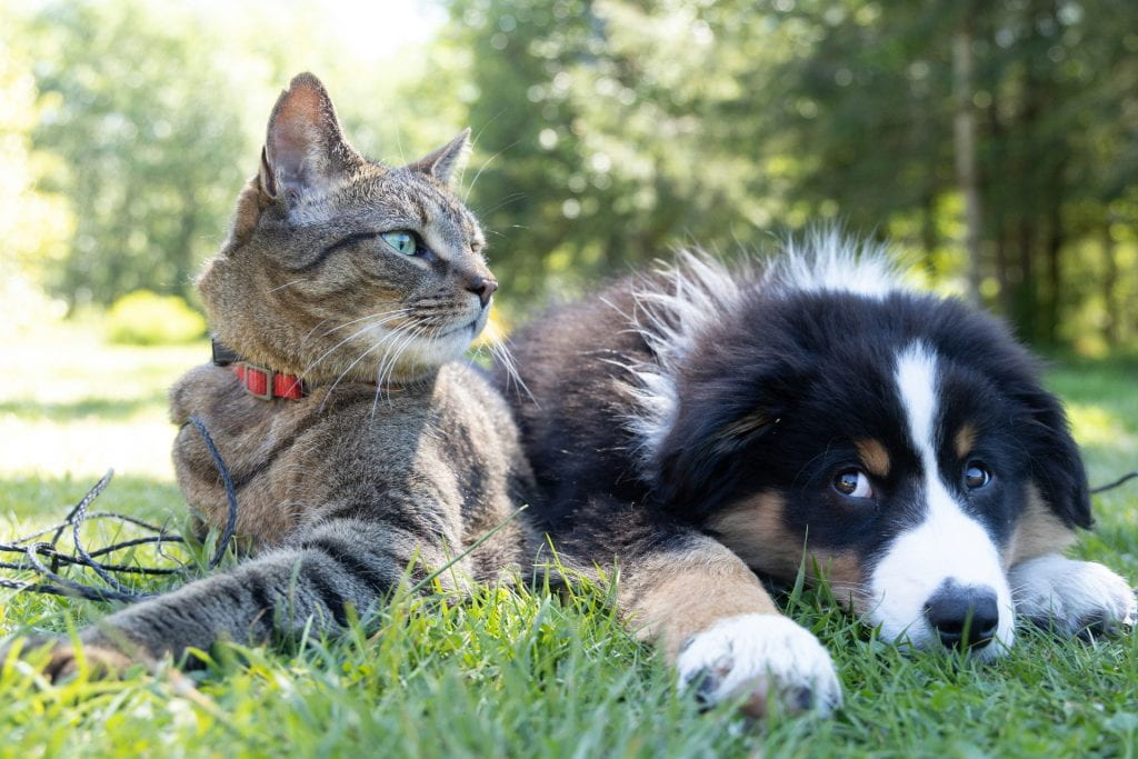 A grey cat and a black puppy lay next to each other on grass