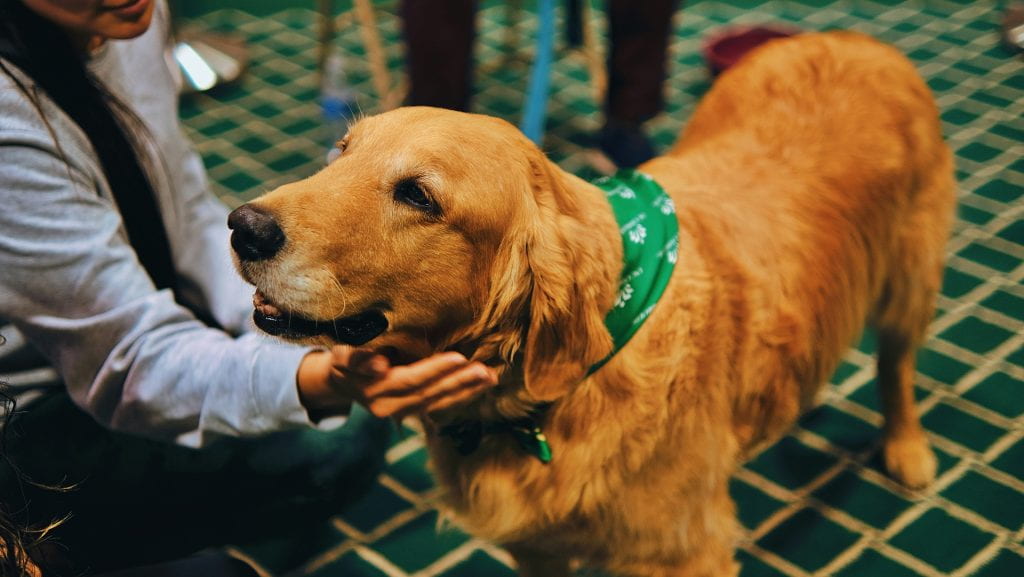 A person pets a golden retriever with a green bandana