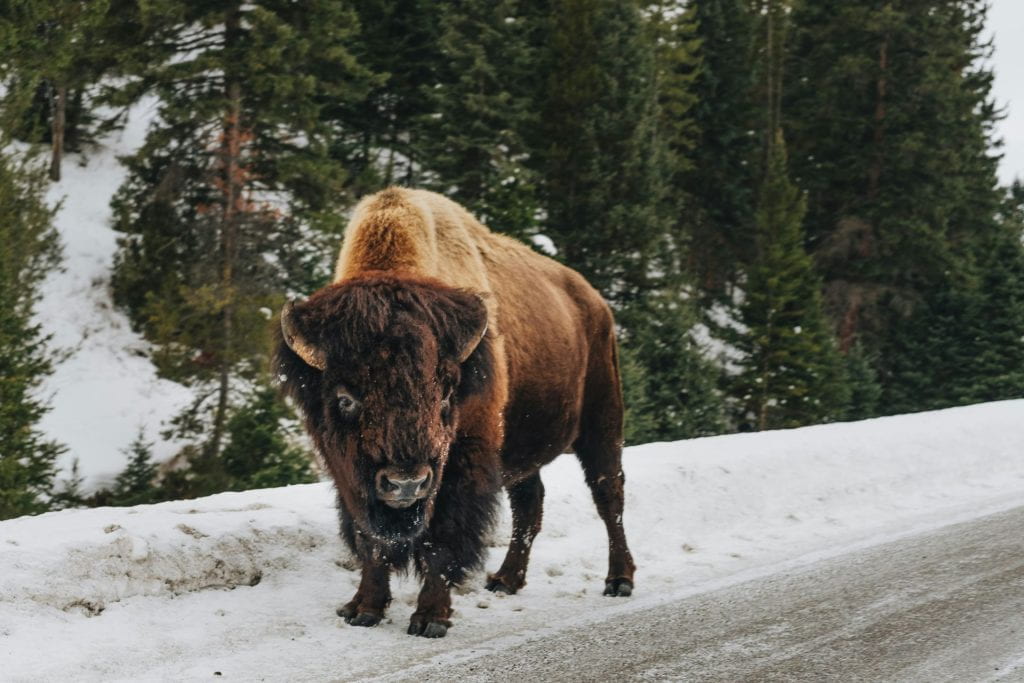A bison stands at the side of the road in winter. There is snow and a forest behind it.